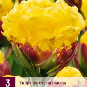 8712438989070-x---3-tulipes-ice-cream-banana-1112
