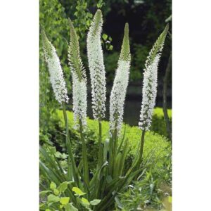 8719223014849-eremurus-himalaicus