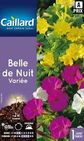 3539829802429-belle-de-nuit-variee