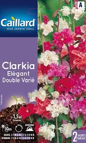 3539829802535-clarkia-elegant-double-varie