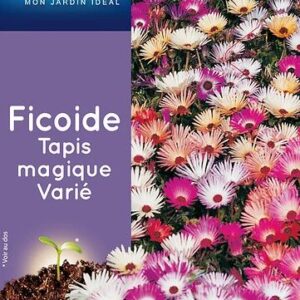 3539829802665-ficoide-tapis-magique