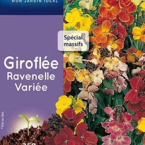 3539829802702-giroflee-ravenelle-variee