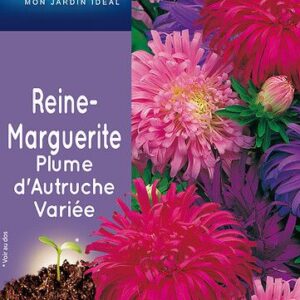 3539829803303-reine-marguerite-plume-dautruche-variee