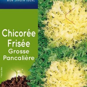 3539829804089-chicoree-frisee-grosse-pancaliere