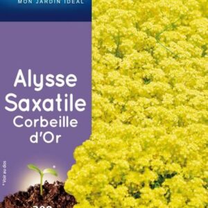 3539829802344-alysse-saxatile-corbeille-dor