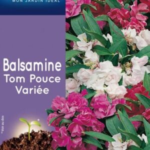 3539829802405-balsamine-tom-pouce-variee