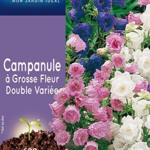 3539829802436-campanule-a-grosse-fleur-double-variee