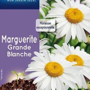 3539829802863-marguerite-grande-blanche