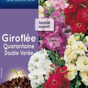 3539829802696-giroflee-quarantaine-double-variee