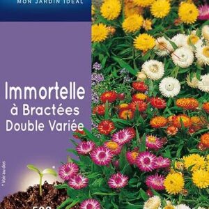 3539829802740-immortelle-a-bractees-double-variee
