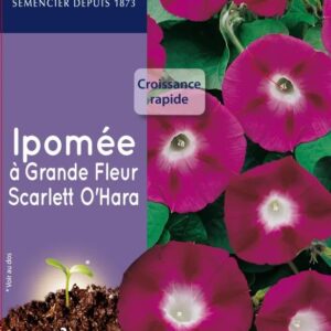 3539829811391-ipomee-a-grande-fleur-scarlett-ohara