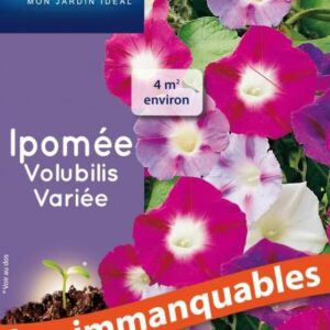 3539829802771-ipomee-volubilis-variee