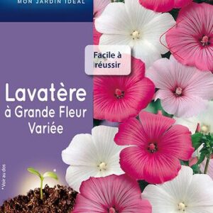 3539829802818-lavatere-a-grande-fleur-varie