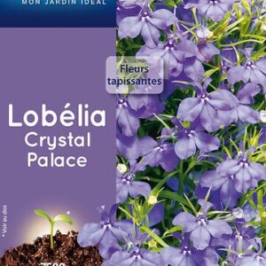 3539829811445-lobelia-crystal-palace