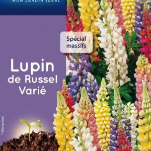 3539829802856-lupin-de-russel-varie