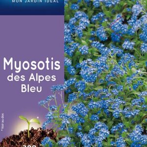 3539829802900-myosotis-des-alpes-bleu