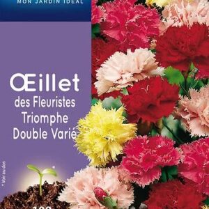 3539829802955-oeillet-des-fleuristes-triomphe-dble-v