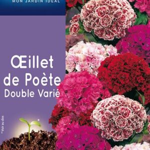 3539829802979-oeillet-de-poete-double-varie