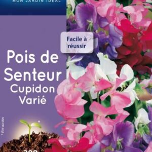 3539829803211-pois-de-senteur-cupidon-varie