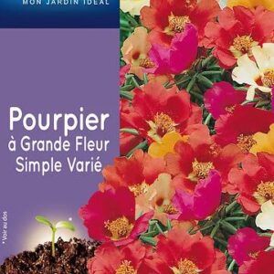 3539829803228-pourpier-a-grande-fleur-simple-varie
