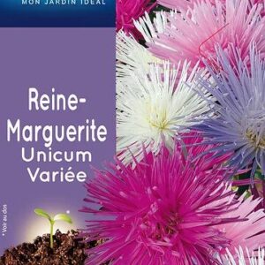 3539829803297-reine-marguerite-unicum-variee
