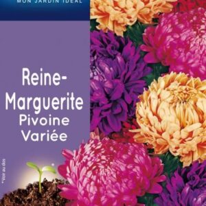 3539829803273-reine-marguerite-pivoine-variee