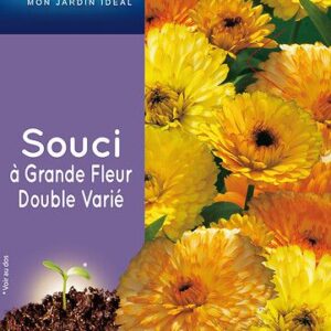 3539829803419-souci-a-grande-fleur-double-varie