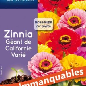 3539829803464-zinnia-geant-de-californie-varie