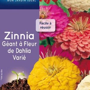3539829803471-zinnia-geant-a-fleur-de-dahlia-varie