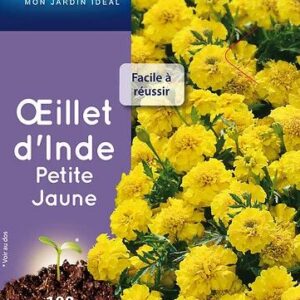 3539829803051-oeillet-dinde-petite-jaune