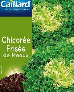 3539829804072-chicoree-frisee-de-meaux
