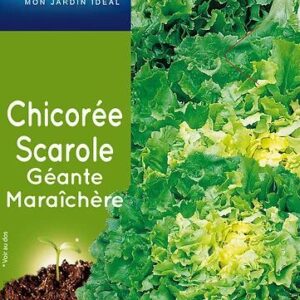 3539829804133-chicoree-scarole-geante-maraichere