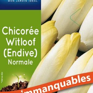 3539829804270-chicoree-witloof-normale-endive