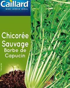 3539829804201-chicoree-sauvage-barbe-de-capucin