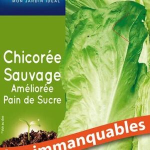 3539829804218-chicoree-sauvage-amelioree-pain-de-sucre