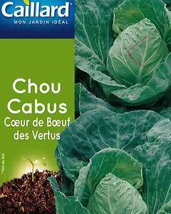 3539829804317-chou-cabus-coeur-de-boeuf-des-vertus