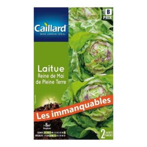 3539829804942-laitue-reine-de-mai-de-pleine-terre