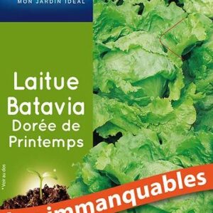 3539829805079-laitue-batavia-doree-de-printemps