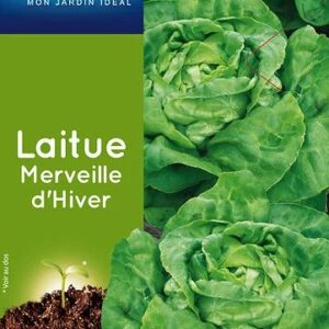 3539829805024-laitue-merveille-dhiver