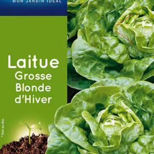 3539829805031-laitue-grosse-blonde-dhiver