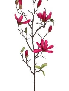 8718861259841-magnolia-rose-f---75cm