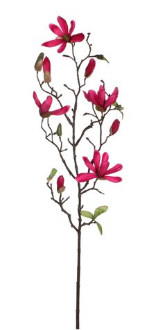 8718861259841-magnolia-rose-f---75cm