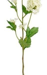 8720983044953-viburnum-creme---715cm