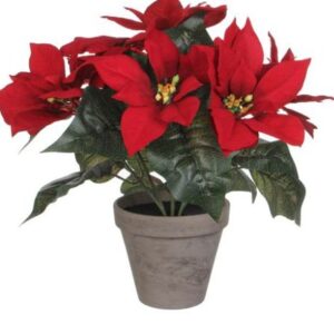 8712799766785-poinsettia-en-pot---rouge----h30xd33cm---pot-d135cm