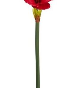 8720983358081-amaryllis---rouge---56cm