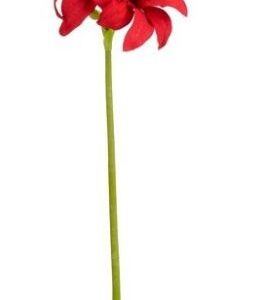 8720983304552-amaryllis---rouge---69cm