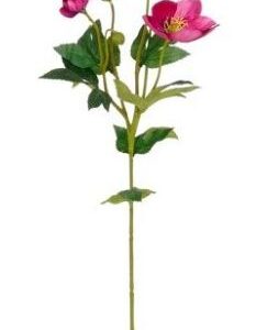 8720983299469-helleborus---fuchsia---62cm