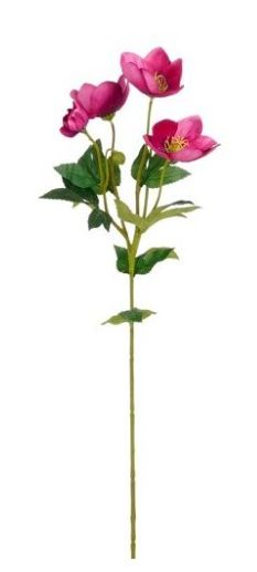 8720983299469-helleborus---fuchsia---62cm