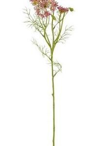 8720362929161-daucus-carota---rose---61cm
