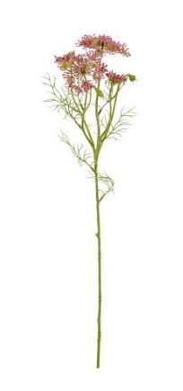 8720362929161-daucus-carota---rose---61cm